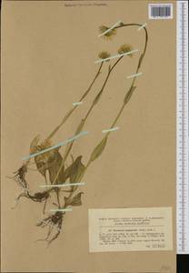 Doronicum hungaricum Rchb. fil., Western Europe (EUR) (Romania)