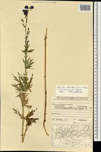 Aconitum ambiguum subsp. baicalense (Turcz. ex Rapaics) Vorosch., Mongolia (MONG) (Mongolia)