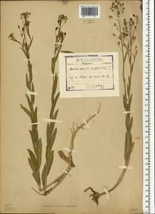 Camelina sativa (L.) Crantz, Eastern Europe, North-Western region (E2) (Russia)