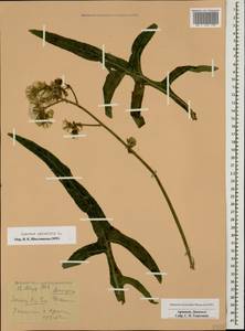 Sonchus palustris L., Caucasus, Armenia (K5) (Armenia)
