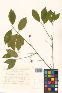 Euonymus maackii Rupr., Eastern Europe, Moscow region (E4a) (Russia)