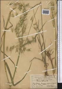 Avena fatua L., Middle Asia, Western Tian Shan & Karatau (M3) (Kazakhstan)