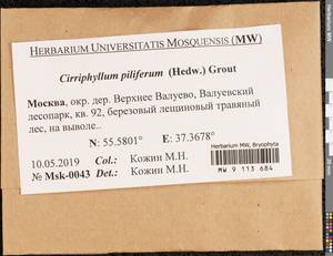 Cirriphyllum piliferum (Hedw.) Grout, Bryophytes, Bryophytes - Moscow City & Moscow Oblast (B6a) (Russia)