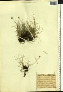 Carex duriuscula C.A.Mey., Siberia, Altai & Sayany Mountains (S2) (Russia)