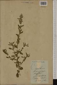 Ononis spinosa subsp. hircina (Jacq.)Gams, Eastern Europe, Lithuania (E2a) (Lithuania)