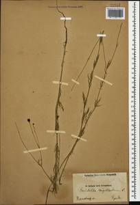 Garidella nigellastrum L., Caucasus, Azerbaijan (K6) (Azerbaijan)