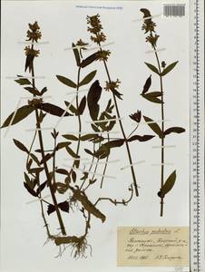 Stachys palustris L., Siberia, Western Siberia (S1) (Russia)