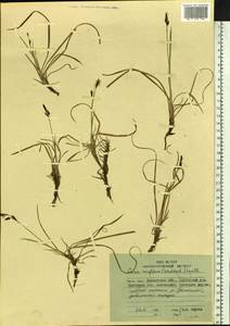 Carex rariflora (Wahlenb.) Sm., Siberia, Chukotka & Kamchatka (S7) (Russia)