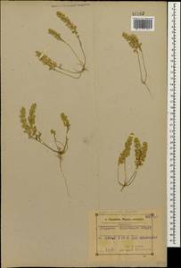 Alyssum turkestanicum Regel & Schmalh. ex Regel, Caucasus, Azerbaijan (K6) (Azerbaijan)
