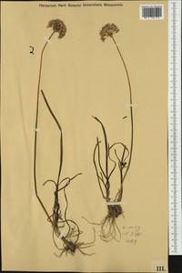 Allium lusitanicum Lam., Western Europe (EUR) (Austria)