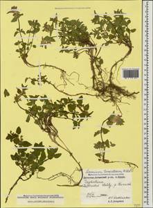 Lamium tomentosum Willd., Caucasus, Dagestan (K2) (Russia)