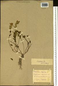 Scutellaria alpina L., Eastern Europe, North Ukrainian region (E11) (Ukraine)