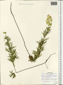 Aconitum anthora L., Eastern Europe, Eastern region (E10) (Russia)
