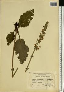 Salvia austriaca Jacq., Eastern Europe, Moldova (E13a) (Moldova)