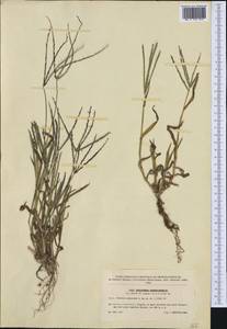 Digitaria sanguinalis (L.) Scop., Western Europe (EUR) (Czech Republic)