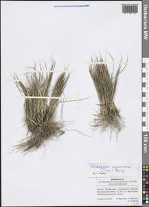 Cleistogenes squarrosa (Trin.) Keng, Eastern Europe, Middle Volga region (E8) (Russia)