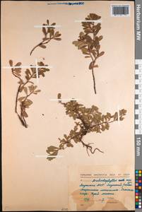 Arctostaphylos uva-ursi (L.) Spreng., Siberia, Yakutia (S5) (Russia)