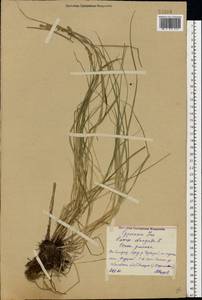 Carex elongata L., Eastern Europe, Central forest region (E5) (Russia)