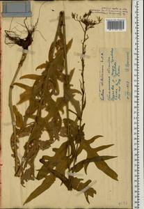Lactuca quercina subsp. wilhelmsiana (Fisch. & C. A. Mey. ex DC.) Feráková, Eastern Europe, South Ukrainian region (E12) (Ukraine)