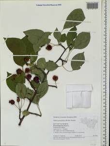 Malus prunifolia (Willd.) Borkh., Eastern Europe, Central region (E4) (Russia)