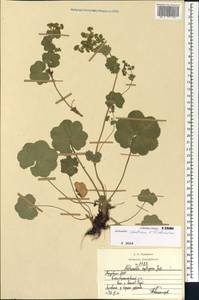 Alchemilla ventiana V. N. Tikhom., Eastern Europe, Middle Volga region (E8) (Russia)