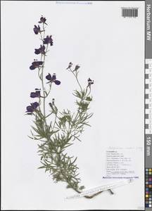 Delphinium ajacis L., Caucasus, Black Sea Shore (from Novorossiysk to Adler) (K3) (Russia)
