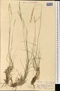 Agropyron fragile (Roth) P.Candargy, Mongolia (MONG) (Mongolia)