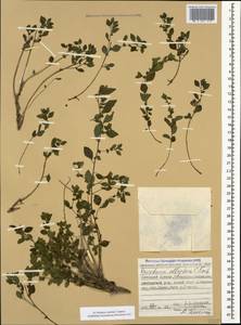 Parietaria judaica L., Caucasus, Stavropol Krai, Karachay-Cherkessia & Kabardino-Balkaria (K1b) (Russia)