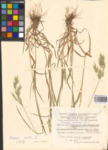 Bromus hordeaceus subsp. hordeaceus, Eastern Europe, Central region (E4) (Russia)