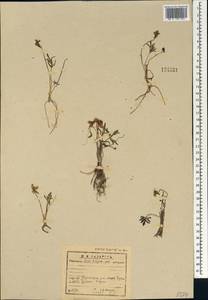 Viola multifida Willd. ex Roem. & Schult., Siberia, Baikal & Transbaikal region (S4) (Russia)