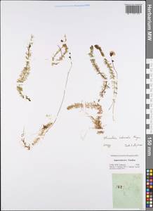 Utricularia intermedia Hayne, Eastern Europe, Central forest-and-steppe region (E6) (Russia)