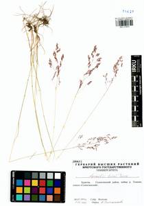 Agrostis vinealis Schreb., Siberia, Baikal & Transbaikal region (S4) (Russia)