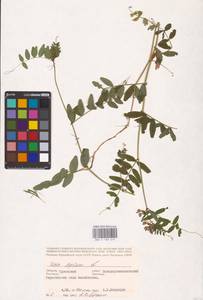 Vicia sepium L., Eastern Europe, Central forest-and-steppe region (E6) (Russia)