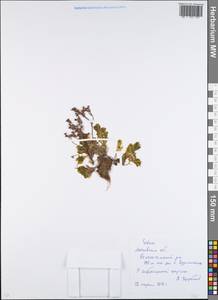 Sedum, Eastern Europe, Moscow region (E4a) (Russia)