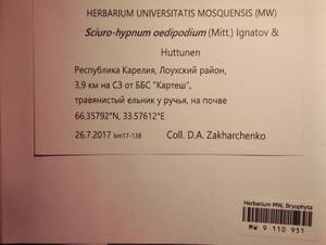 MW 9 110 951, Sciuro -hypnum oedipodium (Mitt.) Ignatov & Huttunen, Bryophytes, Bryophytes - Karelia, Leningrad & Murmansk Oblasts (B4) (Russia)