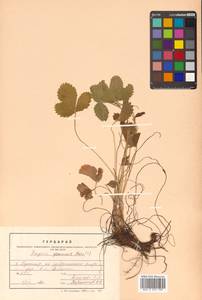 Fragaria nipponica subsp. nipponica, Siberia, Russian Far East (S6) (Russia)