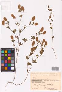 Trifolium arvense L., Eastern Europe, Central region (E4) (Russia)