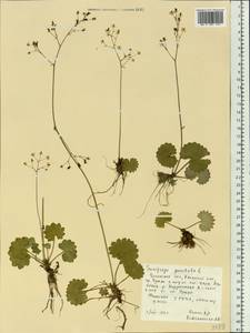 Micranthes punctata (L.) Losinsk., Siberia, Baikal & Transbaikal region (S4) (Russia)