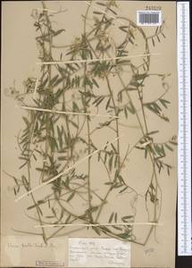 Vicia biennis L., Middle Asia, Muyunkumy, Balkhash & Betpak-Dala (M9) (Kazakhstan)
