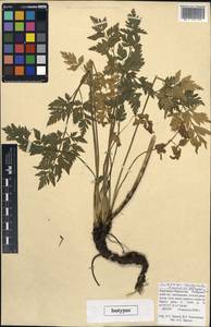 Selinum rhodopetalum (Pimenov & Kljuykov) Hand, Caucasus, Stavropol Krai, Karachay-Cherkessia & Kabardino-Balkaria (K1b) (Russia)