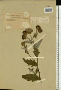 Cirsium arvense var. vestitum Wimm. & Grab., Eastern Europe, Middle Volga region (E8) (Russia)