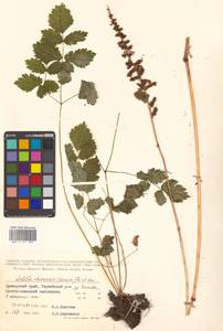 Astilbe rubra Hook. fil. & Thomson, Siberia, Russian Far East (S6) (Russia)