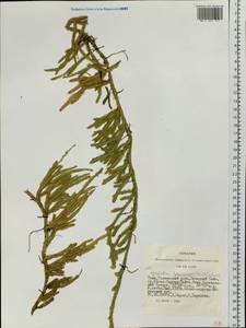 Lycopodium lagopus (Laest. ex C. Hartm.) Zinserl. ex Kuzen., Siberia, Altai & Sayany Mountains (S2) (Russia)