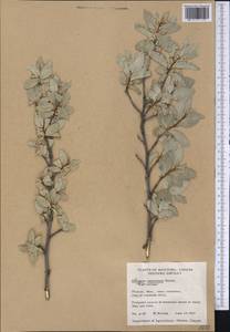 Elaeagnus commutata Bernh. ex Rydb., America (AMER) (Canada)