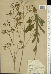 Silene nutans, Eastern Europe, Central forest-and-steppe region (E6) (Russia)