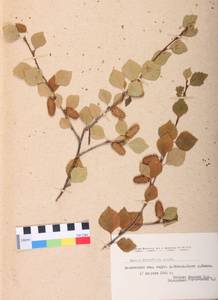 Betula fruticosa Pall., Siberia, Central Siberia (S3) (Russia)