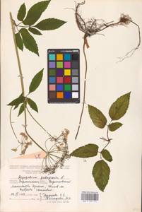 Aegopodium podagraria L., Eastern Europe, Central forest-and-steppe region (E6) (Russia)