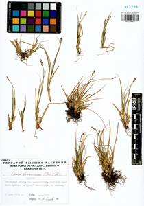 Carex brunnescens (Pers.) Poir., Siberia, Baikal & Transbaikal region (S4) (Russia)