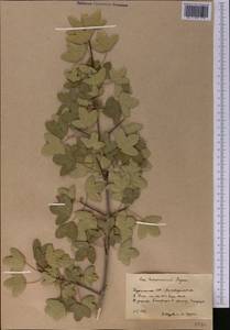 Acer monspessulanum subsp. turcomanicum (Pojark. ex Czerniak.) Rech.fil., Middle Asia, Kopet Dag, Badkhyz, Small & Great Balkhan (M1) (Turkmenistan)