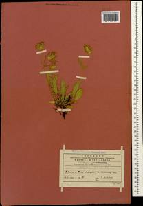 Anthyllis vulneraria subsp. boissieri (Sagorski)Bornm., Caucasus, Georgia (K4) (Georgia)